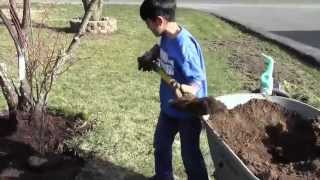 Red Leaf Japanese Maple (Acer Palmatum Atropurpureum) | How To Plant Tree By Young Gardener Aiman