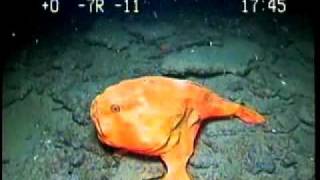 Lophelia Ii 2008 Extraordinary Redeye Gaper