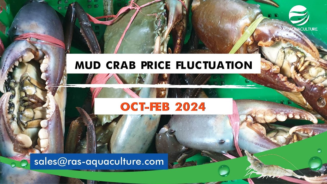 Unlocking Market Insights: Mud Crab Price Analysis - 3-Month Fluctuation Breakdown
