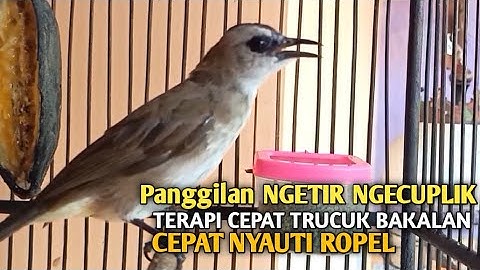 Trucuk BETINA memanggil Jantan Suara Birahi Ngecuplik 100% pancingan trucukan gacor agar BUNYI EMOSI
