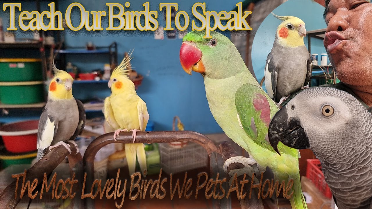 How to Speak Bird 