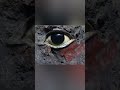 صورة توضح جمال ودقة نحت التماثيل المصرية القديمة وكأن العين تحدث ناظريها