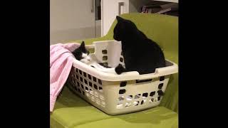 Alfie, Charlie & The Black Furry Snake