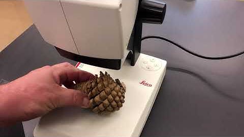 How to use a Dissection Microscope