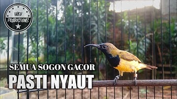 CUKUP 1 MENIT || PANCINGAN SOGON GACOR ‼️ BIKIN SEMUA SOGON JADI BUNYI - PANCINGAN SOGON AGAR BUNYI