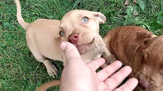 rednose puppies by Aftershock American bully 14 views 2 years ago 2 minutes, 35 seconds