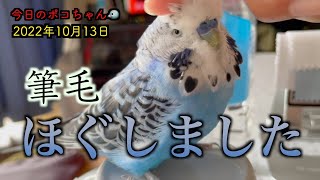 【幸せな時間】ひたすらインコの筆毛をほぐす動画wとても気持ちええで〜【しゃべるインコ】今日のポコちゃん20221013