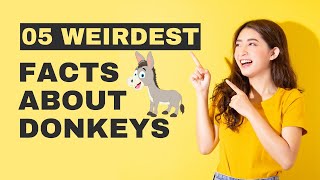05 Amazing Interesting And Weirdest Facts About Donkeys Fun Facts About Donkeys