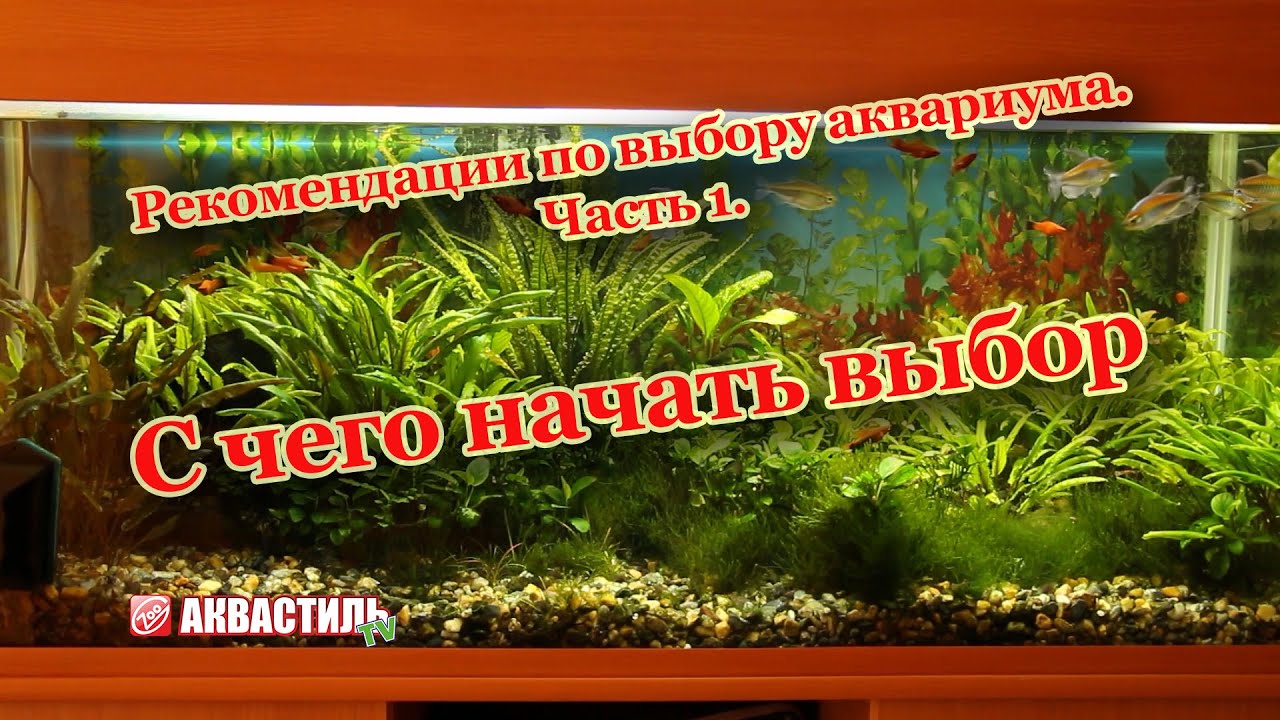 С чего начать выбор аквариума? Аквариумистика. Рекомендации по выбору аквариума. Часть 1.