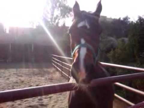 الفرس جنة الرحمانية سارى البادية  كيداهم الجزيرة