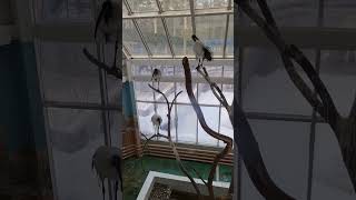 Ибисы в Новосибирском зоопарке #siberian
