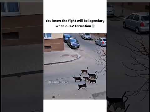 We all know that the battle will be legedary with this formation #memes #funny #cats