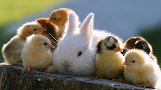 GROWGARAGE / CHICKENGARAGE  - w/marshydro