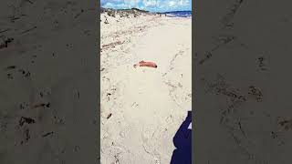 Platamona : oltre le apparenze... #sardegna# Sassari# maggio#natura#orizzonti#shorts