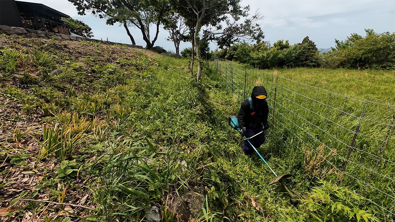 【選抜大株】ライムグリーン　モンタナ I realized that mowing the lawn is dramatically easier with