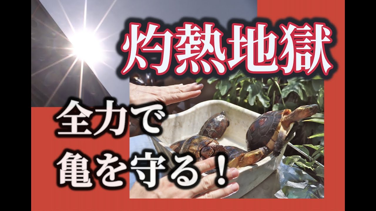 亀です Dangerously high temperatures of over 35°C! How to deal with the