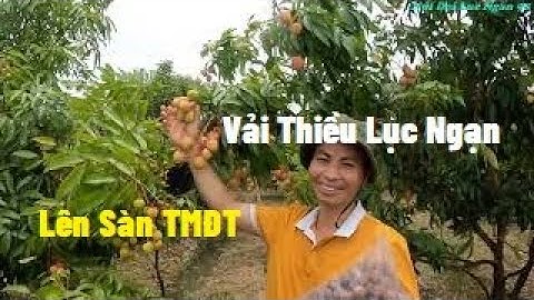 Vải Thiều Lục Ngạn Lên Sàn Thương Mại Điện Tử I Nui Doi Luc Ngan 98