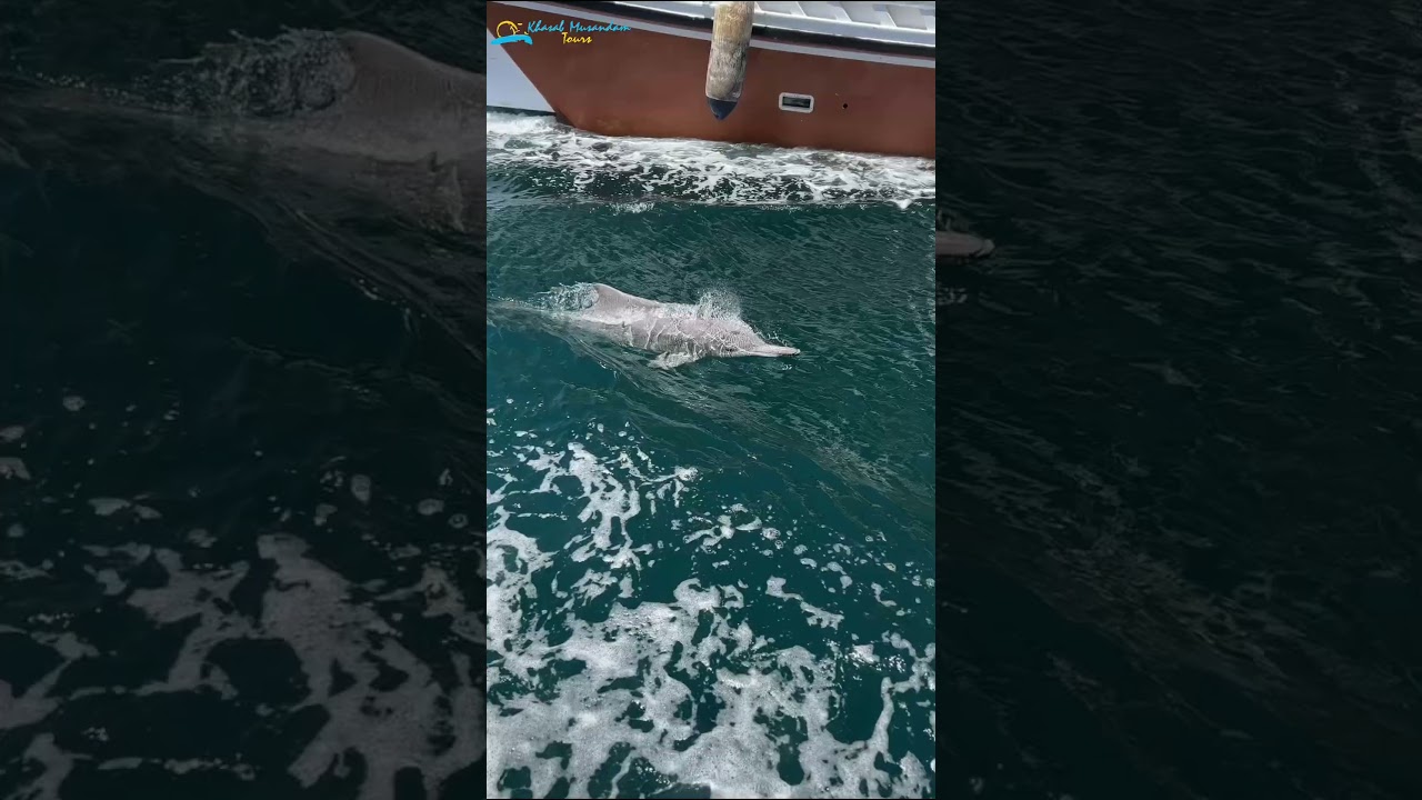 Discover Musandam’s Hidden Paradise 🌊 | Full-Day Dhow Cruise Adventure  