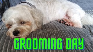 Grooming Day For Milo Thorpeman Dog Walks