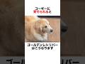 コーギーに育てられるとこうなります