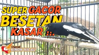 🔴 Suara Kacer Gacor Besetan Kasar Mendongkrak Lawan Agar Naik Emosi Buktikan