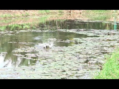 Video Địa hình câu lure lý tưởng và gặp đúng chú chủ nhà đậm... - youtube