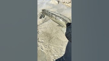 Quá nhiều cá tôm mắc cạn tại đầm tôm này! #cauca #fishing #shorts