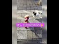 【犬相撲】勝者は?どっち? #トイプードル #shorts #チワワ