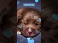 Magical Lullaby For Dogs 🐶 Sweet Dreams #shorts