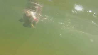 Bam Baits Bass fishing bam baits soft plastic lures senkos , tubes , grubs screenshot 3