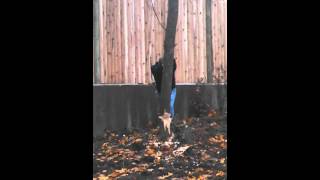 Cutting down a tree