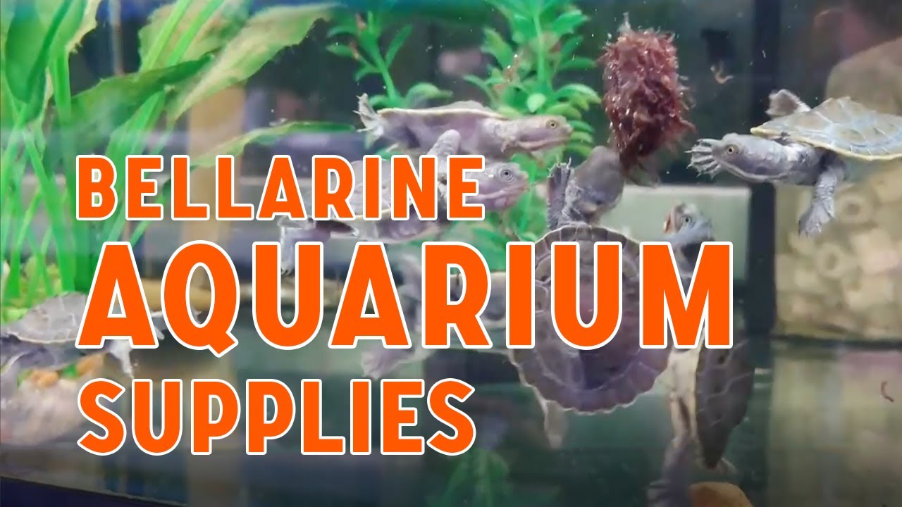 Geelong Aquarium Supplies // Wallington's WRG YouTube