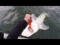 MASSIVE PREHISTORIC FISH CAUGHT FROM KAYAK | #FieldTrips West Coast | Field Trips with Robert Field