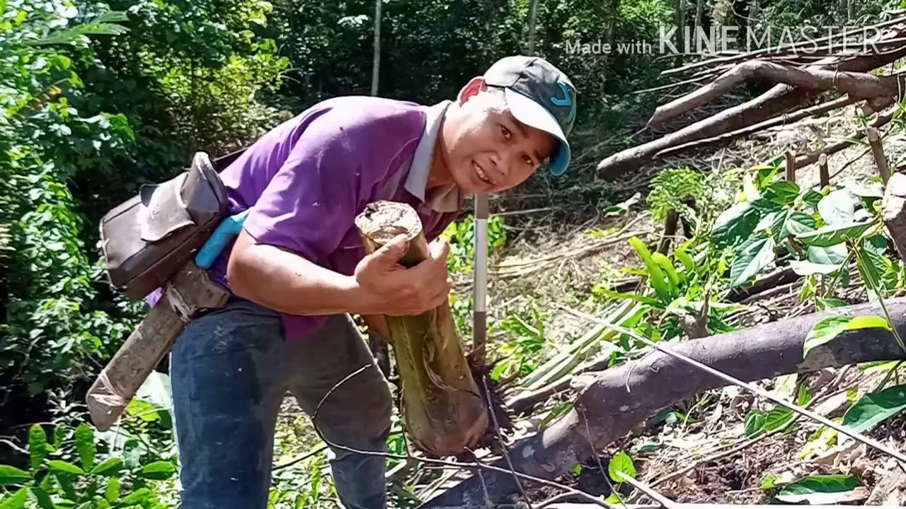 Cara mengambil anak pisang dan cara menanam pisang 