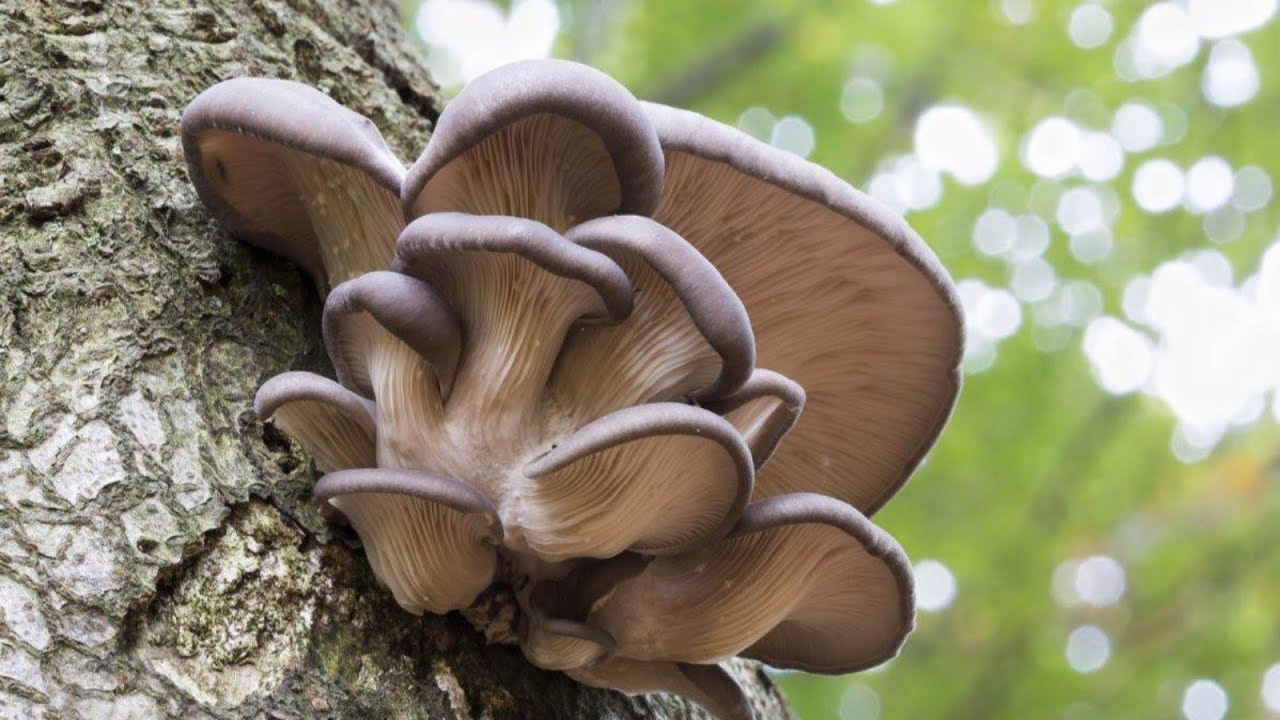 Tri prirodna načina uzgajanja bukovače