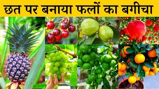 छत पर बनाया फलों का बगीचा लगा दिए 50 से ज्यादा फ्रूट प्लांट | Fruit Plants On Terrace Garden India