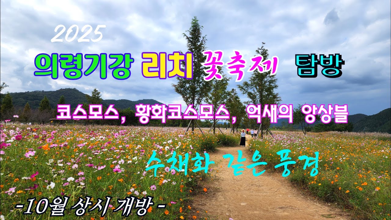 2025 의령기강 리치꽃축제 탐방 / 코스모스, 황화코스모스, 억새의 앙상블 / 수채화 풍경 / 10월 상시 개방