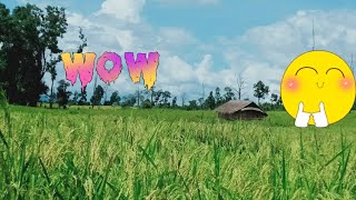ต้นข้าว  စပါးပင္