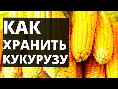 Кукуруза - Как Ее Хранить Дома На Зиму В Початках