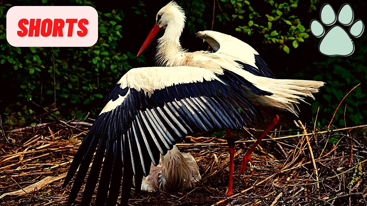 Stork | Аист #animal  #animals #shorts #nature #world  #bird #relaxing #relax #животные | Part 2