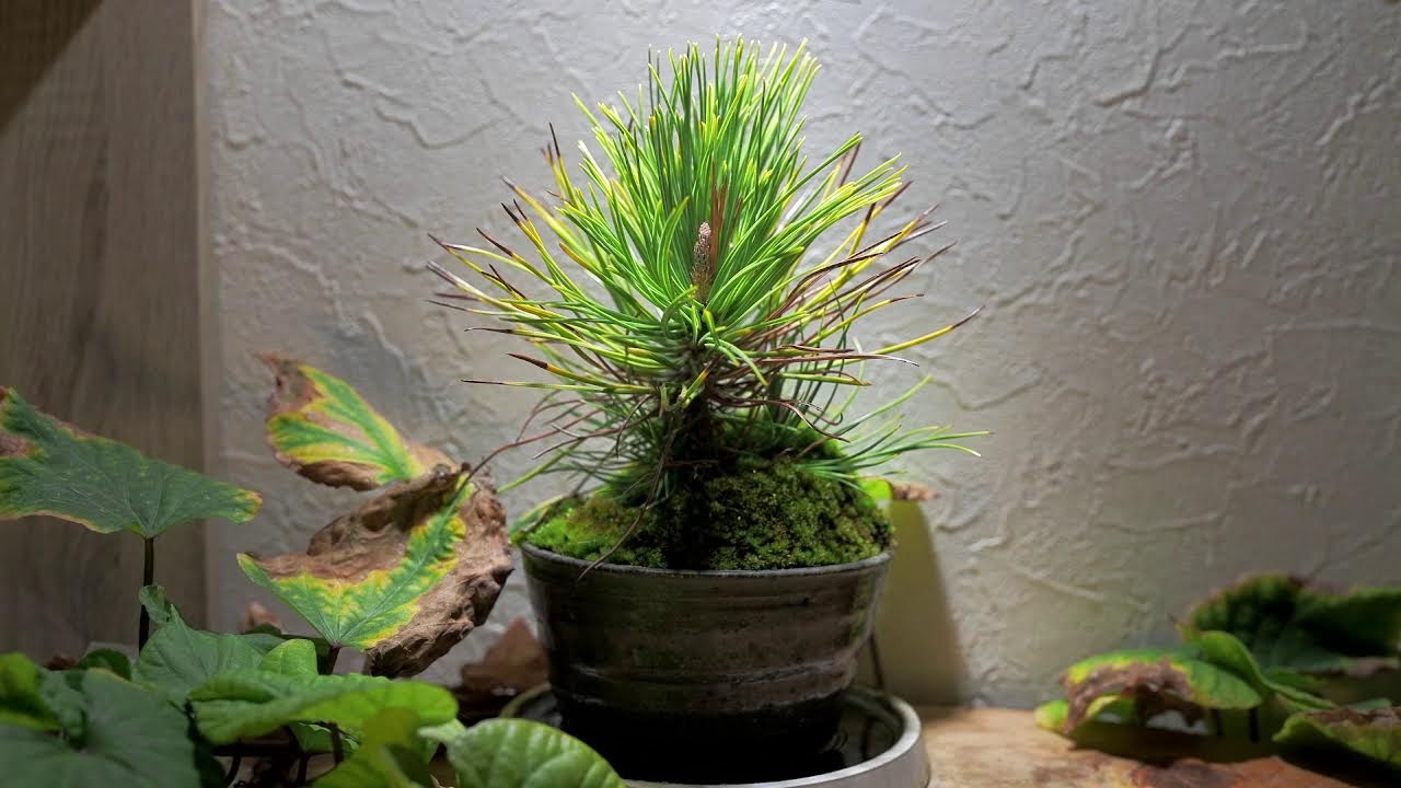 そのときまで　Seeds and the Circumstances　2026/2/25