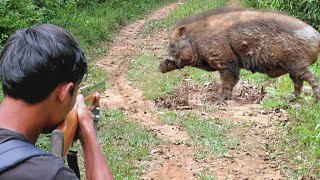 BERBURU BABI HUTAN JUMBO KEBAL,MUSANG DAN KALONG‼️BERBURU SIANG DAN MALAM