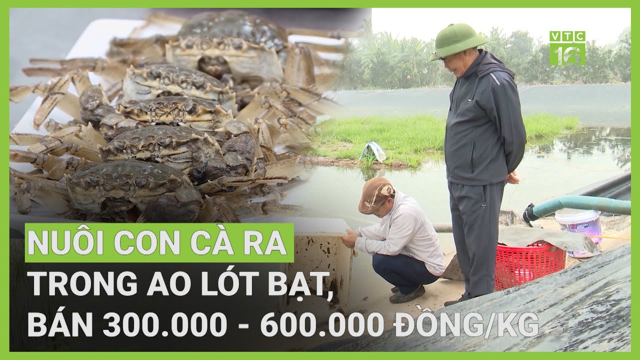 Nuôi con cà ra trong ao lót bạt, bán 300.000 - 600.000 đồng/kg | VTC16 ...