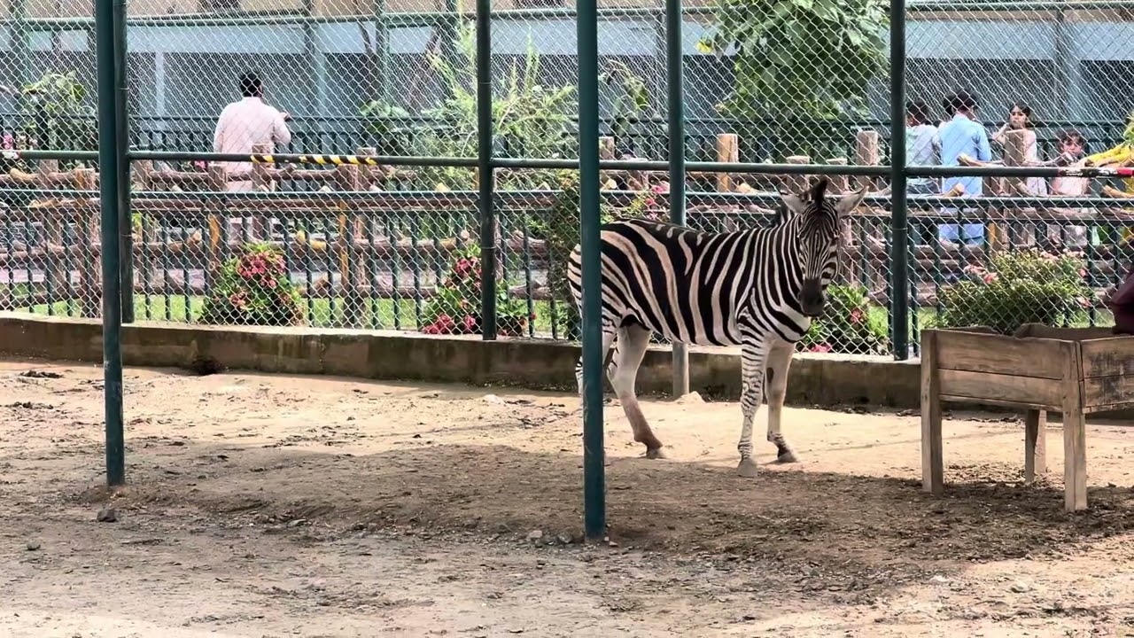 Zebra 🦓 in Swat Zoo