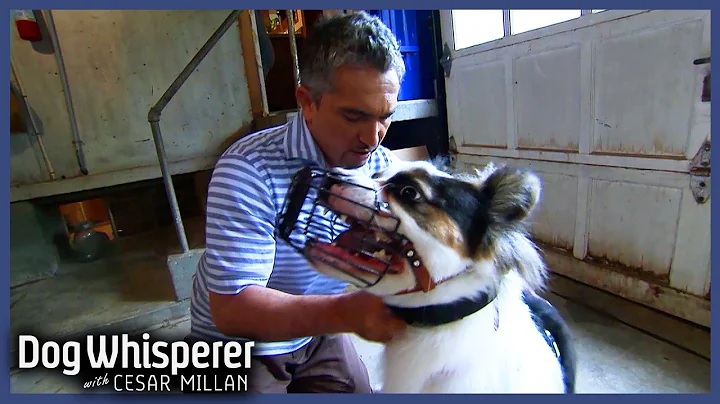 Family Dog Turned Violent Overnight | S4 Ep 23 | Dog Whisperer With Cesar Millan