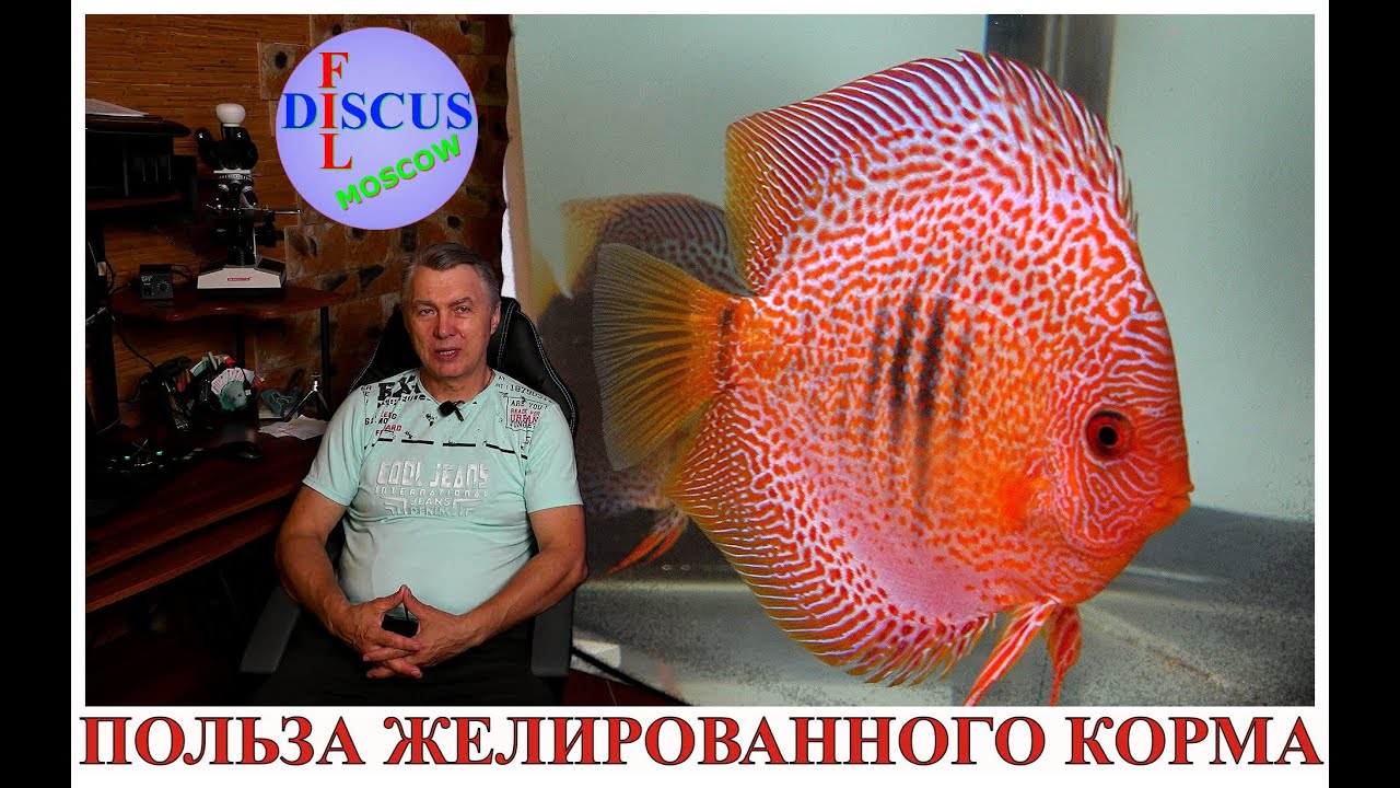 ДИСКУСЫ, ПОЛЬЗА ЖЕЛИРОВАННОГО КОРМА. DISCUS, THE USE OF GELLED FEED.