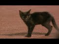 Elster catches kitten on the field