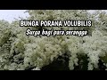 BUNGA PORANA VOLUBILIS SURGA BAGI PARA SERANGGA