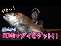遂に成功♪　簡単！新スタイル?!のマダイ釣り☆