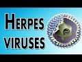 Herpes Viruses (Simplex, Varicella Zoster, Epstein Barr, Cytomegalovirus - VZV, EBV and CMV)